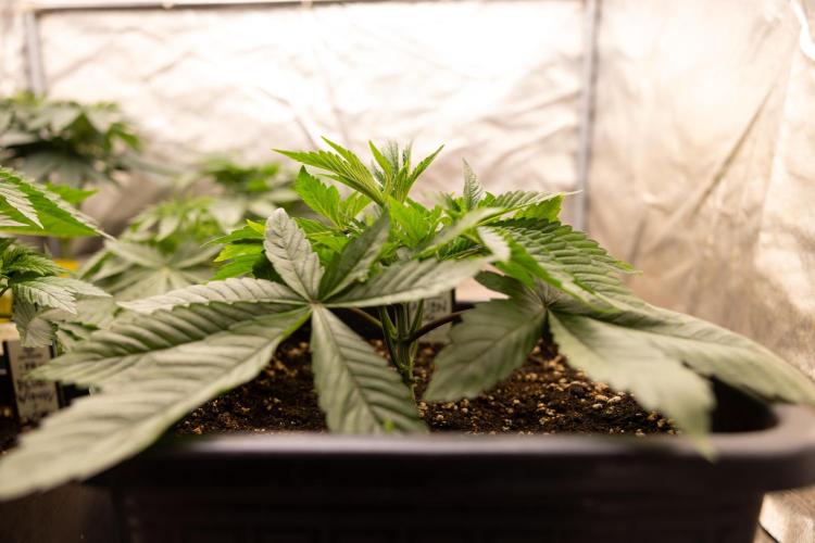 Alien OG 👽 - Zamnesia x B&B. Week 4 - Alien OG - VEG - Week 3 / 4  
