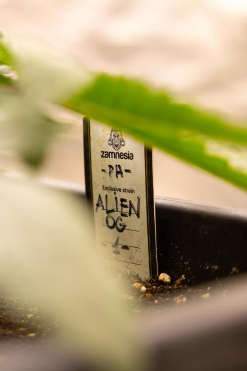 Alien OG 👽 - Zamnesia x B&B. Week 4 - Alien OG - VEG - Week 3 / 4  