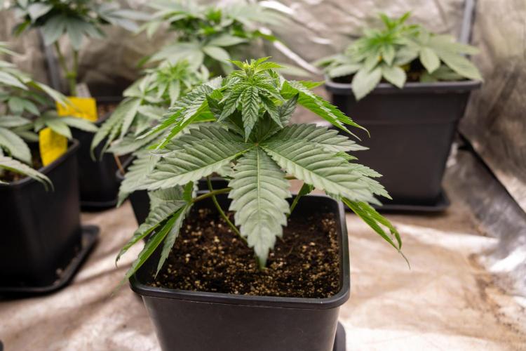 Blue Widow 🕷️  - Zamnesia x B&B. Week 3 - Blue Widow 1 // No Techniques // Veg - Week 3