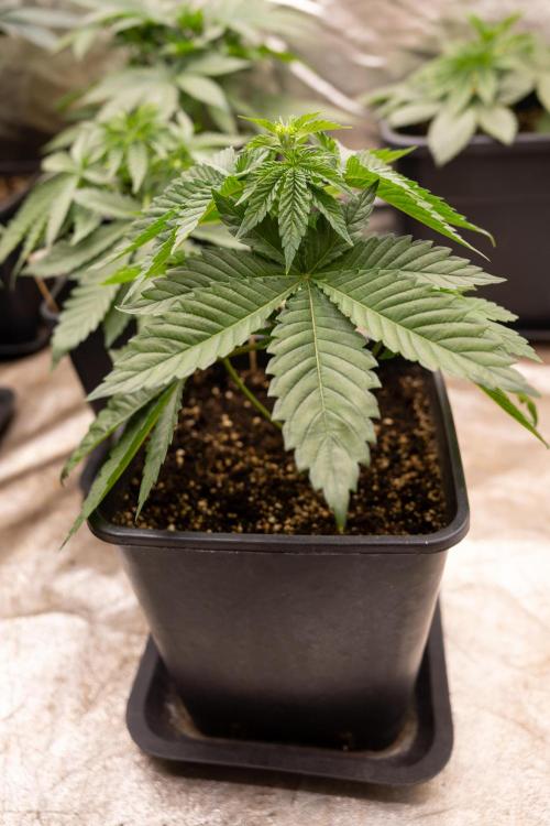 Blue Widow 🕷️  - Zamnesia x B&B. Week 3 - Blue Widow 1 // No Techniques // Veg - Week 3