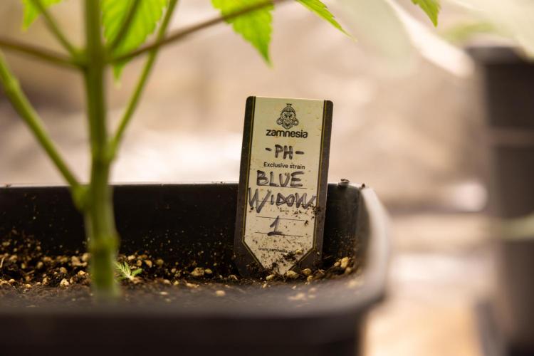 Blue Widow 🕷️  - Zamnesia x B&B. Week 3 - Blue Widow 2 // Topping // Veg - Week 4