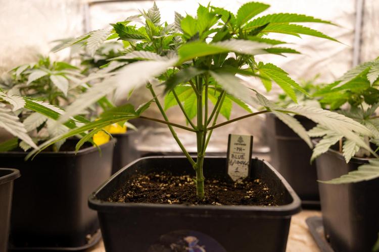 Blue Widow 🕷️  - Zamnesia x B&B. Week 3 - Blue Widow 2 // Topping // Veg - Week 4