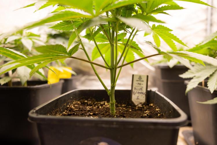 Blue Widow 🕷️  - Zamnesia x B&B. Week 3 - Blue Widow 2 // Topping // Veg - Week 4