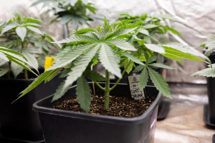 Classic Skunk 🌱  - Zamnesia x B&B. Week 4 - Classic Skunk 1 //  No Techniques // Week 3 - Veg
