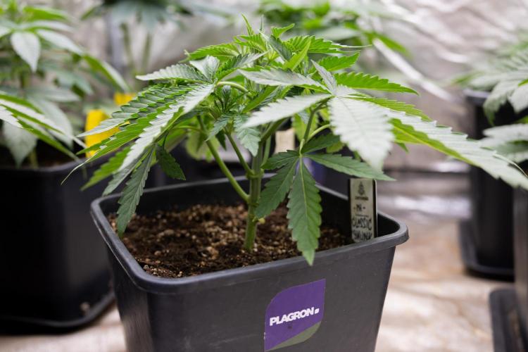Classic Skunk 🌱  - Zamnesia x B&B. Week 4 - Classic Skunk 1 //  No Techniques // Week 3 - Veg