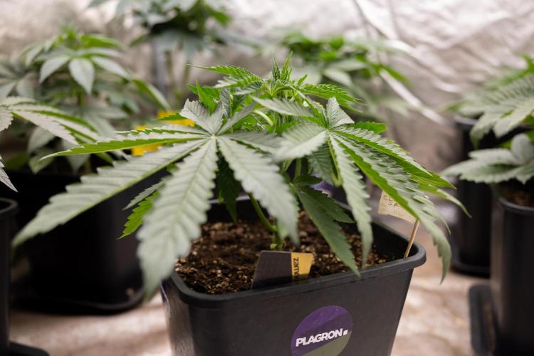 Classic Skunk 🌱  - Zamnesia x B&B. Week 4 - Classic Skunk 1 //  No Techniques // Week 3 - Veg
