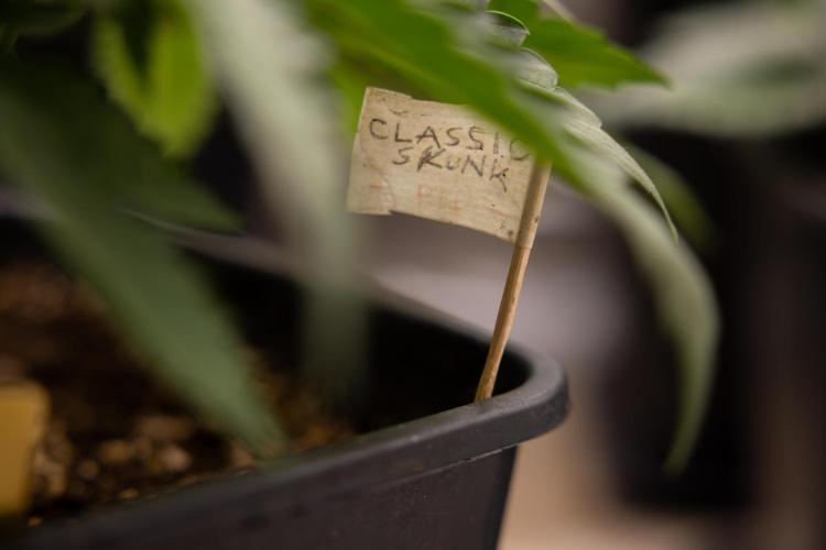 Classic Skunk 🌱  - Zamnesia x B&B. Week 4 - Classic Skunk 1 //  No Techniques // Week 3 - Veg