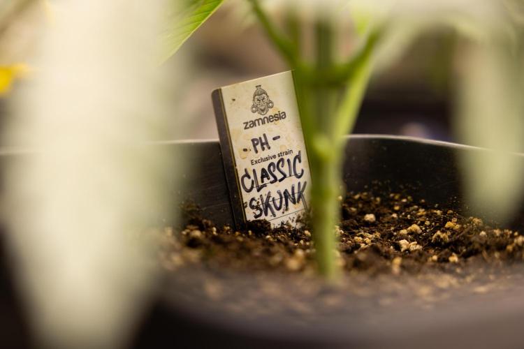 Classic Skunk 🌱  - Zamnesia x B&B. Week 4 - Classic Skunk 1 //  No Techniques // Week 3 - Veg
