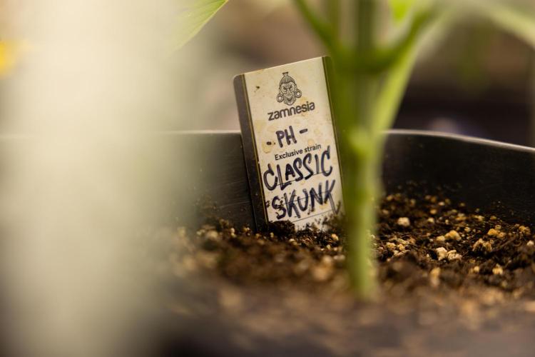 Classic Skunk 🌱  - Zamnesia x B&B. Week 4 - Classic Skunk 1 //  No Techniques // Week 3 - Veg