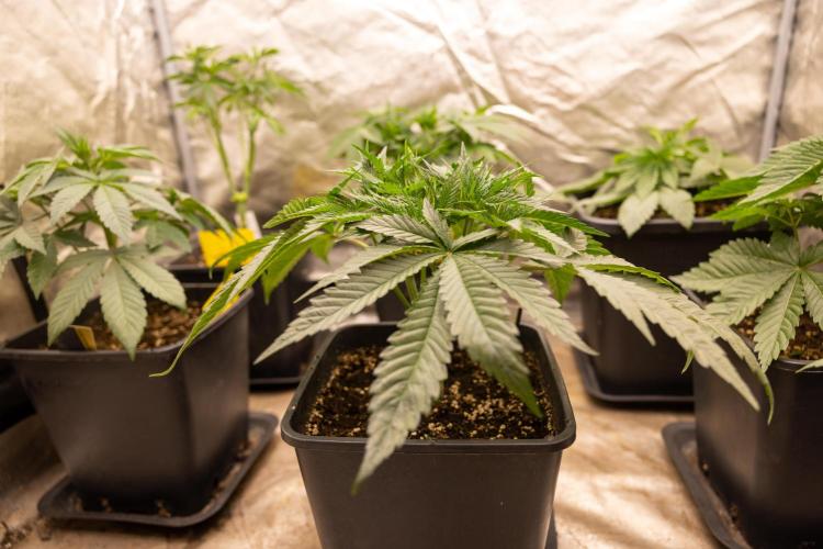 Classic Skunk 🌱  - Zamnesia x B&B. Week 4 - Classic Skunk 2 //  Main Lining No LST // Week 3 - Veg