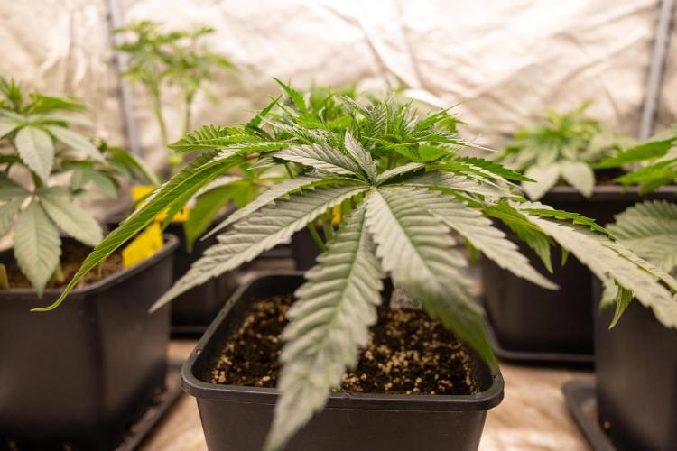 Classic Skunk 🌱  - Zamnesia x B&B. Week 4 - Classic Skunk 2 //  Main Lining No LST // Week 3 - Veg