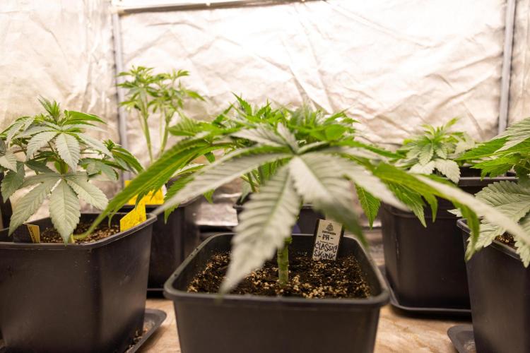 Classic Skunk 🌱  - Zamnesia x B&B. Week 4 - Classic Skunk 2 //  Main Lining No LST // Week 3 - Veg