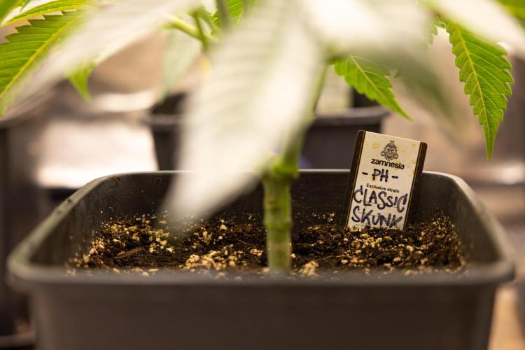 Classic Skunk 🌱  - Zamnesia x B&B. Week 4 - Classic Skunk 2 //  Main Lining No LST // Week 3 - Veg