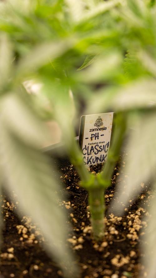Classic Skunk 🌱  - Zamnesia x B&B. Week 4 - Classic Skunk 2 //  Main Lining No LST // Week 3 - Veg