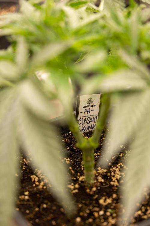 Classic Skunk 🌱  - Zamnesia x B&B. Week 4 - Classic Skunk 2 //  Main Lining No LST // Week 3 - Veg