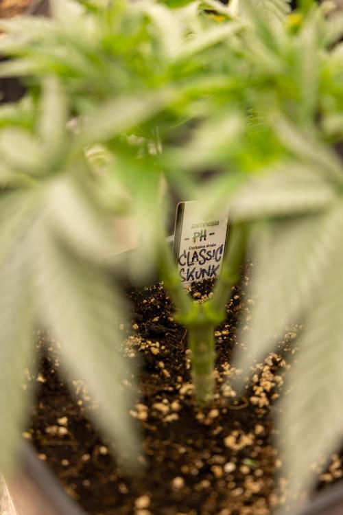 Classic Skunk 🌱  - Zamnesia x B&B. Week 4 - Classic Skunk 2 //  Main Lining No LST // Week 3 - Veg