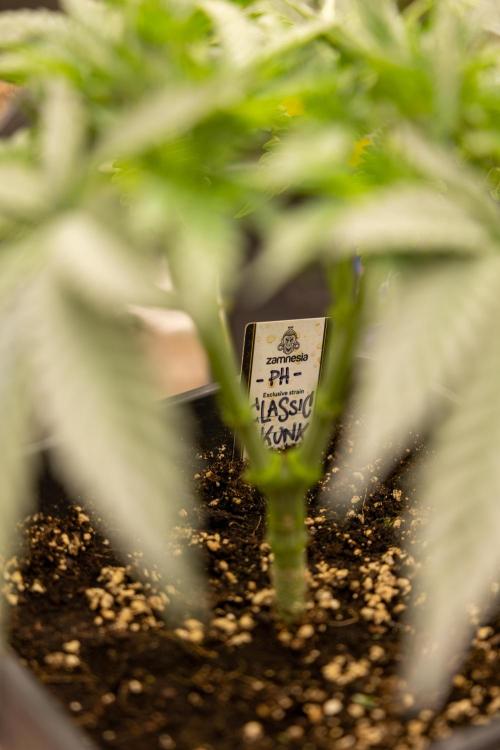 Classic Skunk 🌱  - Zamnesia x B&B. Week 4 - Classic Skunk 2 //  Main Lining No LST // Week 3 - Veg