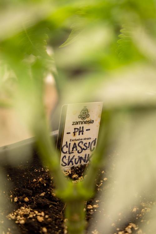 Classic Skunk 🌱  - Zamnesia x B&B. Week 4 - Classic Skunk 2 //  Main Lining No LST // Week 3 - Veg