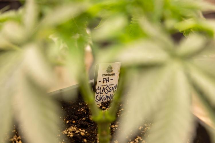 Classic Skunk 🌱  - Zamnesia x B&B. Week 4 - Classic Skunk 2 //  Main Lining No LST // Week 3 - Veg