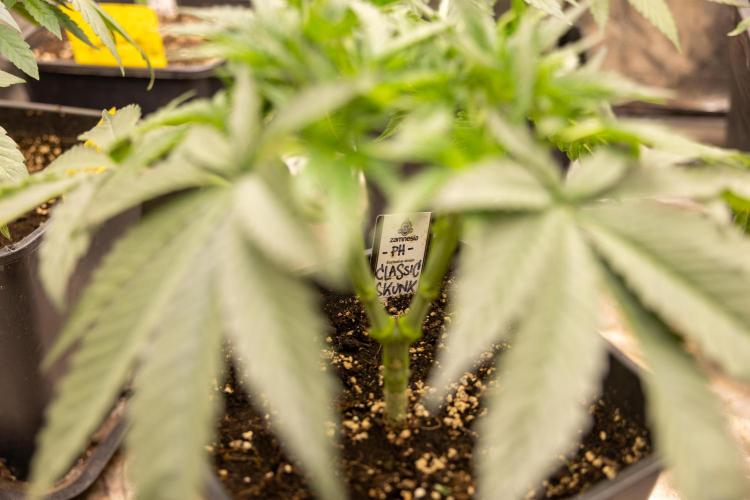 Classic Skunk 🌱  - Zamnesia x B&B. Week 4 - Classic Skunk 2 //  Main Lining No LST // Week 3 - Veg