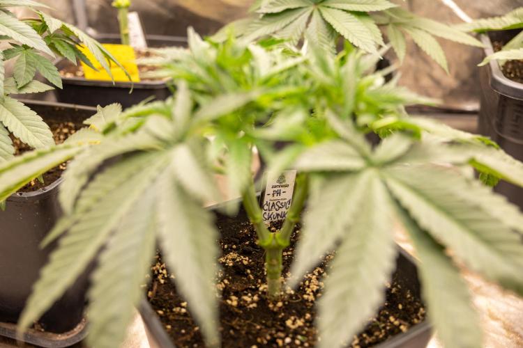 Classic Skunk 🌱  - Zamnesia x B&B. Week 4 - Classic Skunk 2 //  Main Lining No LST // Week 3 - Veg
