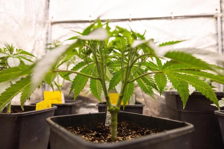 Classic Skunk 🌱  - Zamnesia x B&B. Week 4 - Classic Skunk 2 //  Main Lining No LST // Week 3 - Veg