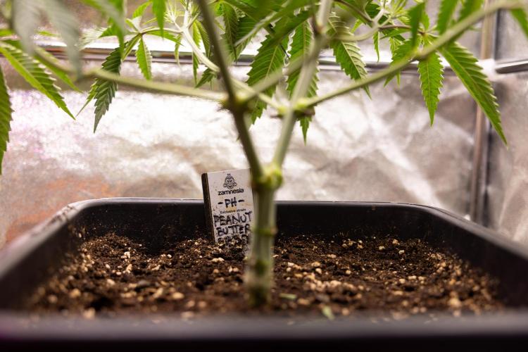 PBB  🥜- Zamnesia x B&B. Week 4 - PBB 2 // Main Lining no Lst // Veg - Week 4 