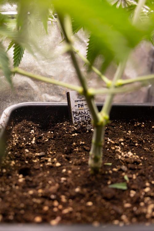PBB  🥜- Zamnesia x B&B. Week 4 - PBB 2 // Main Lining no Lst // Veg - Week 4 