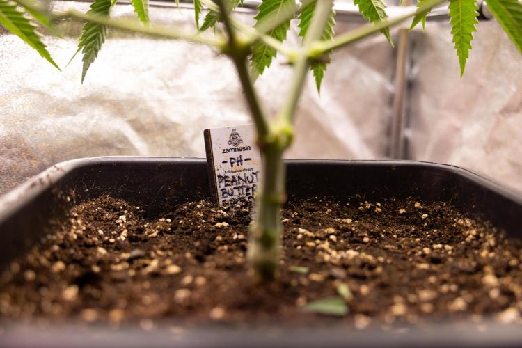 PBB  🥜- Zamnesia x B&B. Week 4 - PBB 2 // Main Lining no Lst // Veg - Week 4 
