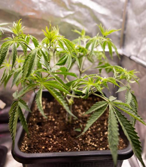 PBB  🥜- Zamnesia x B&B. Week 4 - PBB 2 // Main Lining no Lst // Veg - Week 4 