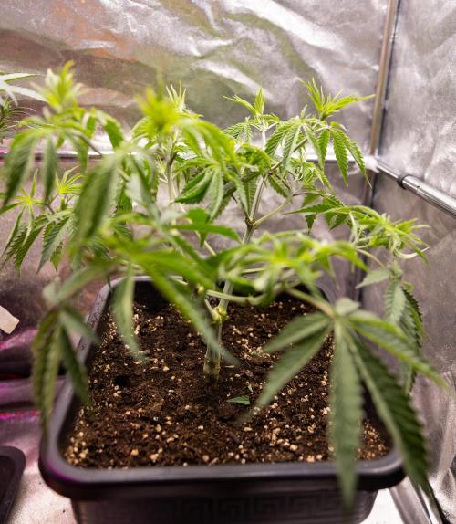 PBB  🥜- Zamnesia x B&B. Week 4 - PBB 2 // Main Lining no Lst // Veg - Week 4 