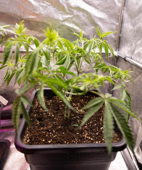 PBB  🥜- Zamnesia x B&B. Week 4 - PBB 2 // Main Lining no Lst // Veg - Week 4 