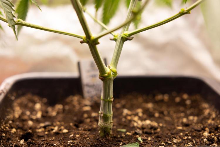 PBB  🥜- Zamnesia x B&B. Week 4 - PBB 2 // Main Lining no Lst // Veg - Week 4 