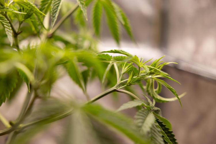 PBB  🥜- Zamnesia x B&B. Week 4 - PBB 2 // Main Lining no Lst // Veg - Week 4 