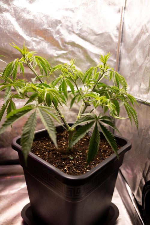 PBB  🥜- Zamnesia x B&B. Week 4 - PBB 2 // Main Lining no Lst // Veg - Week 4 