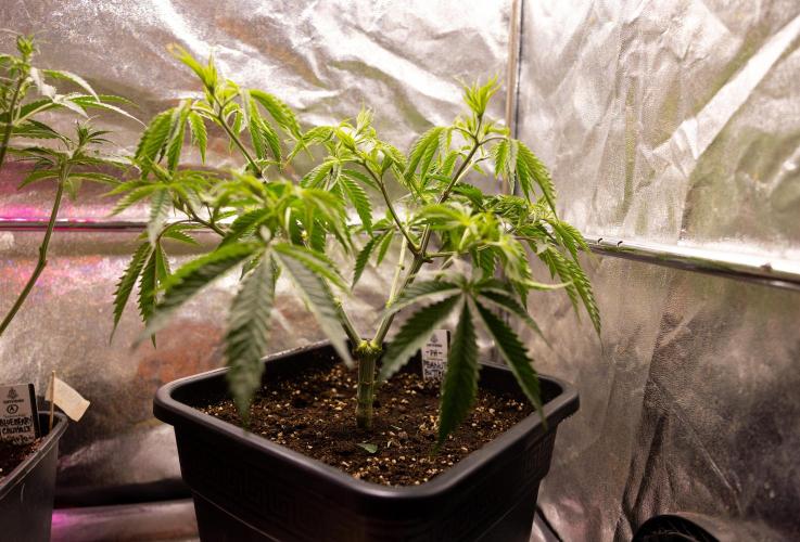 PBB  🥜- Zamnesia x B&B. Week 4 - PBB 2 // Main Lining no Lst // Veg - Week 4 