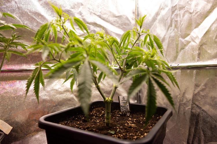 PBB  🥜- Zamnesia x B&B. Week 4 - PBB 2 // Main Lining no Lst // Veg - Week 4 