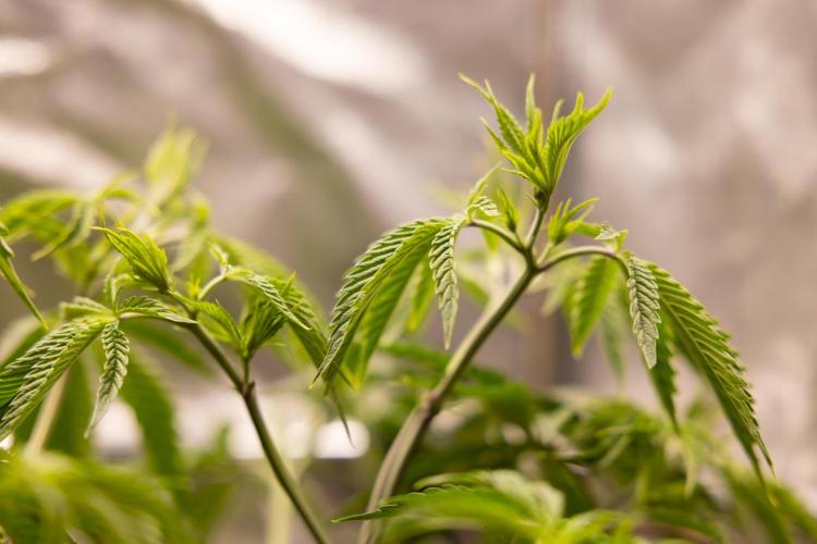 PBB  🥜- Zamnesia x B&B. Week 4 - PBB 2 // Main Lining no Lst // Veg - Week 4 