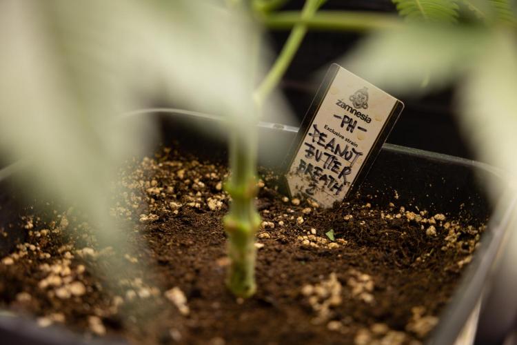 PBB  🥜- Zamnesia x B&B. Week 4 - PBB 1 // No Techniques // Veg - Week 4 