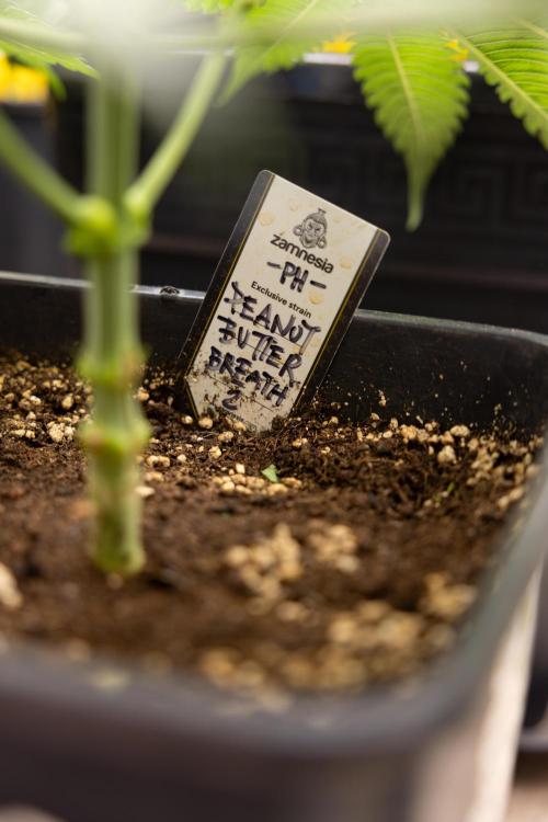 PBB  🥜- Zamnesia x B&B. Week 4 - PBB 1 // No Techniques // Veg - Week 4 