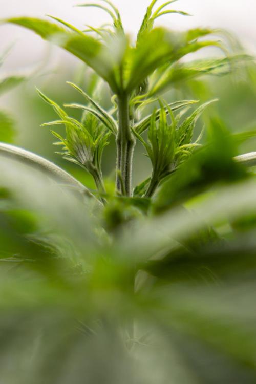 PBB  🥜- Zamnesia x B&B. Week 4 - PBB 1 // No Techniques // Veg - Week 4 