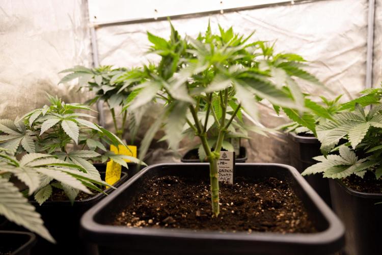 London Pound Cake 🍰 - Zamnesia x B&B. Week 4 - London Pound Cake 2 // Main Lining no LST // VEG - Week 4 // 