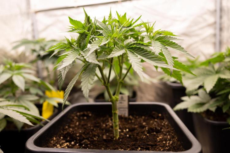 London Pound Cake 🍰 - Zamnesia x B&B. Week 4 - London Pound Cake 2 // Main Lining no LST // VEG - Week 4 // 