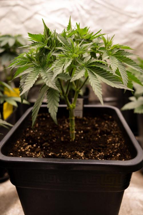 London Pound Cake 🍰 - Zamnesia x B&B. Week 4 - London Pound Cake 2 // Main Lining no LST // VEG - Week 4 // 