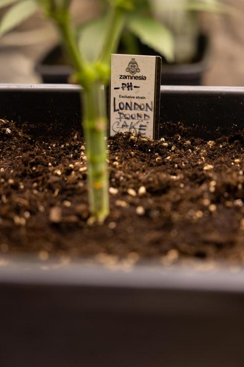 London Pound Cake 🍰 - Zamnesia x B&B. Week 4 - London Pound Cake 2 // Main Lining no LST // VEG - Week 4 // 