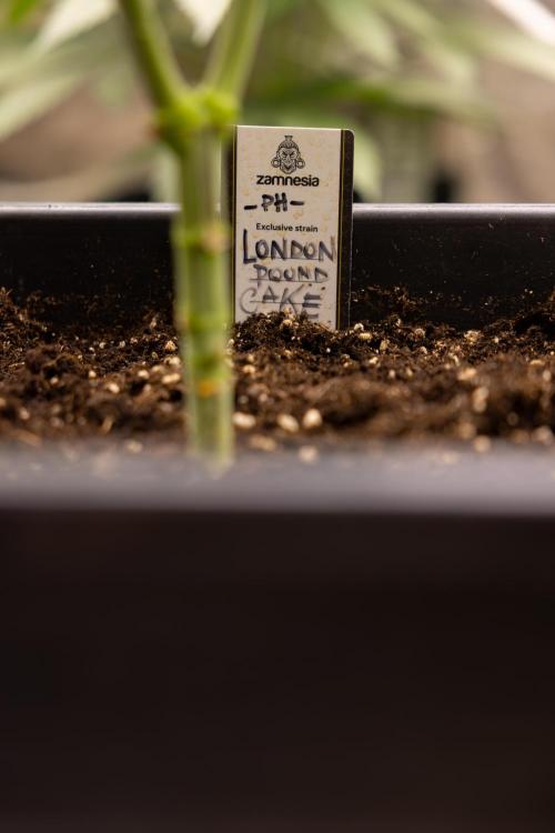 London Pound Cake 🍰 - Zamnesia x B&B. Week 4 - London Pound Cake 2 // Main Lining no LST // VEG - Week 4 // 