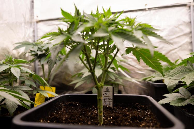 London Pound Cake 🍰 - Zamnesia x B&B. Week 4 - London Pound Cake 2 // Main Lining no LST // VEG - Week 4 // 