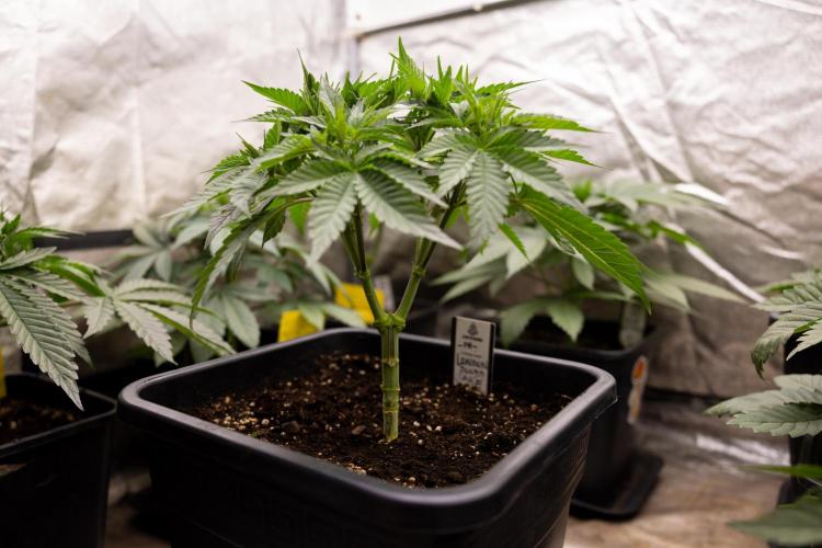London Pound Cake 🍰 - Zamnesia x B&B. Week 4 - London Pound Cake 2 // Main Lining no LST // VEG - Week 4 // 