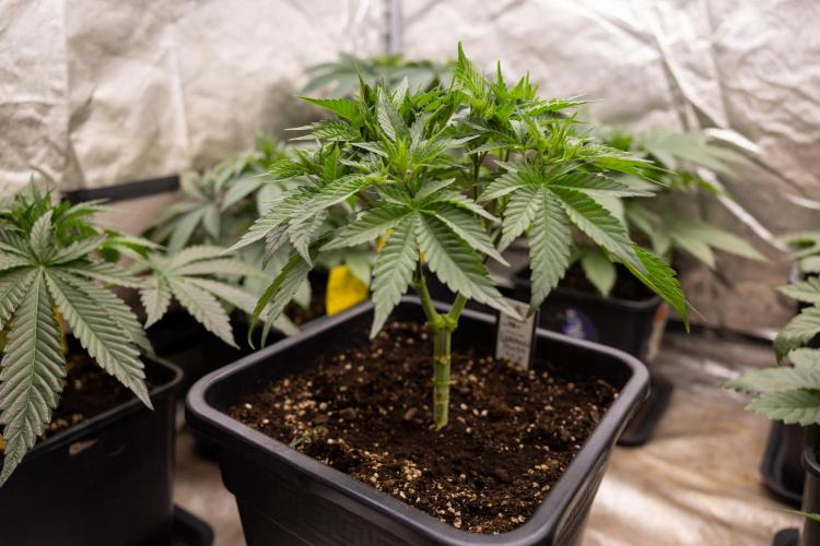 London Pound Cake 🍰 - Zamnesia x B&B. Week 4 - London Pound Cake 2 // Main Lining no LST // VEG - Week 4 // 