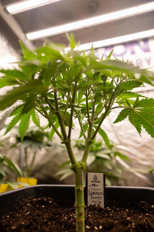 London Pound Cake 🍰 - Zamnesia x B&B. Week 4 - London Pound Cake 2 // Main Lining no LST // VEG - Week 4 // 